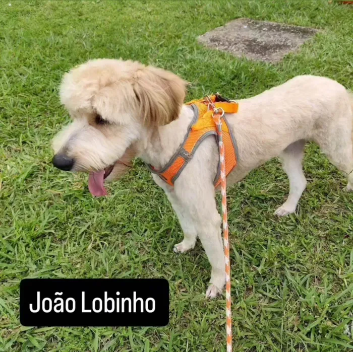 Cachorro ra a SRD-ViraLata idade 1 ano nome João Lobinho 