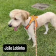 João Lobinho