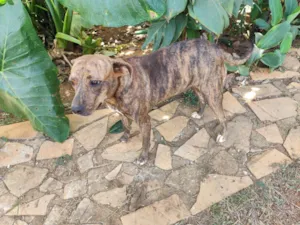 Cachorro raça SRD-ViraLata idade 1 ano nome Fofinha