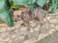Fofinha