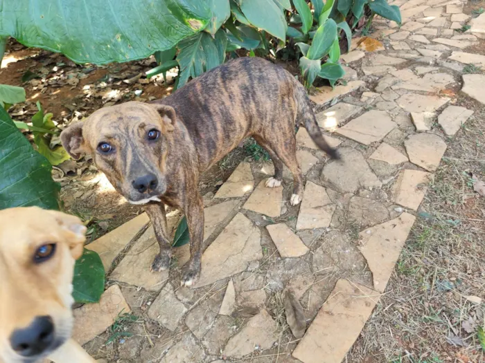 Cachorro ra a SRD-ViraLata idade 1 ano nome Fofinha