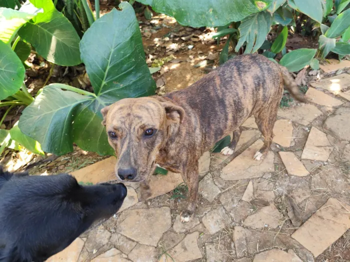 Cachorro ra a SRD-ViraLata idade 1 ano nome Fofinha