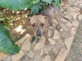 Fofinha