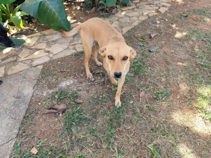 Cachorro ra a SRD-ViraLata idade 1 ano nome Kika