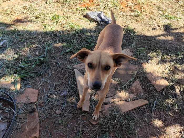 Cachorro ra a SRD-ViraLata idade 1 ano nome Kika