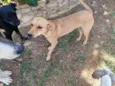 Kika