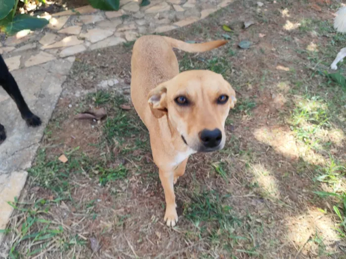 Cachorro ra a SRD-ViraLata idade 1 ano nome Kika