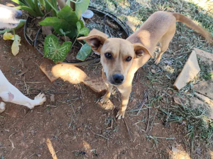 Cachorro ra a SRD-ViraLata idade 1 ano nome Kika