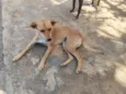 Kika