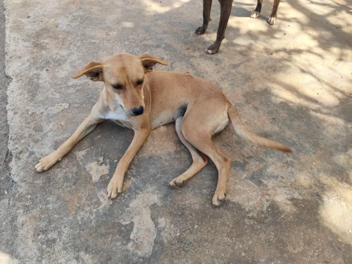 Cachorro ra a SRD-ViraLata idade 1 ano nome Kika