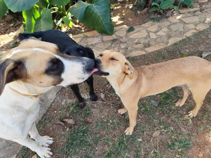 Cachorro ra a SRD-ViraLata idade 1 ano nome Kika