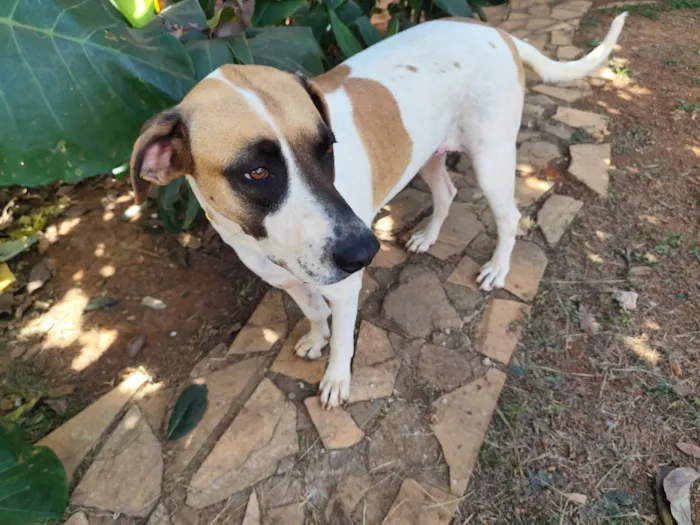 Cachorro ra a SRD-ViraLata idade 2 anos nome Isa