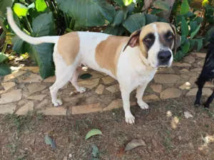 Cachorro raça SRD-ViraLata idade 2 anos nome Isa