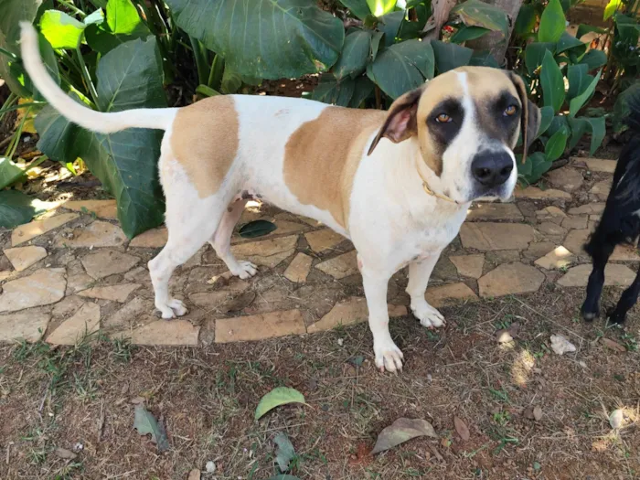 Cachorro ra a SRD-ViraLata idade 2 anos nome Isa