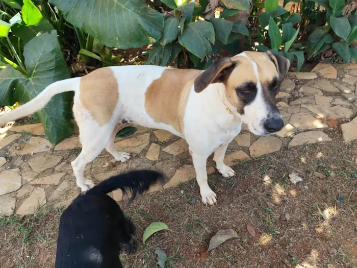 Cachorro ra a SRD-ViraLata idade 2 anos nome Isa