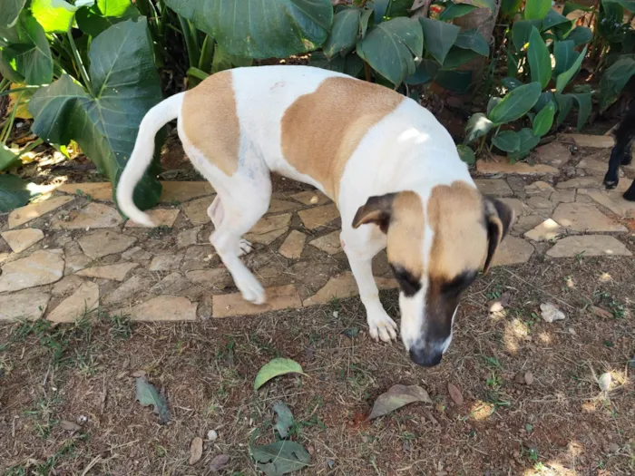 Cachorro ra a SRD-ViraLata idade 2 anos nome Isa
