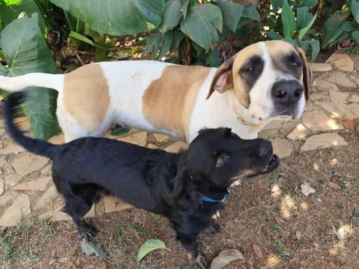 Cachorro ra a SRD-ViraLata idade 2 anos nome Isa