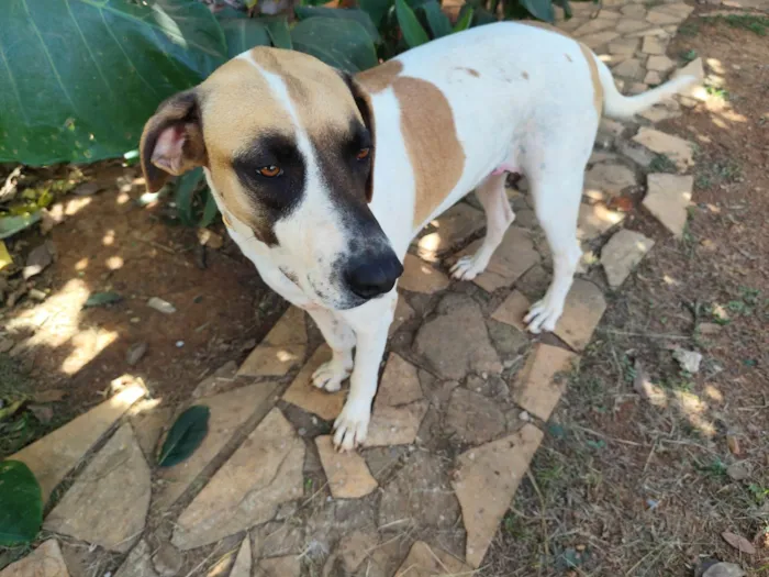 Cachorro ra a SRD-ViraLata idade 2 anos nome Isa