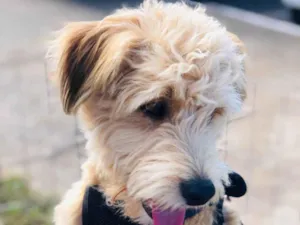 Cachorro raça SRD-ViraLata idade 1 ano nome João Lobinho 