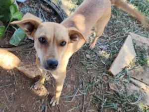 Cachorro raça SRD-ViraLata idade 1 ano nome Kika