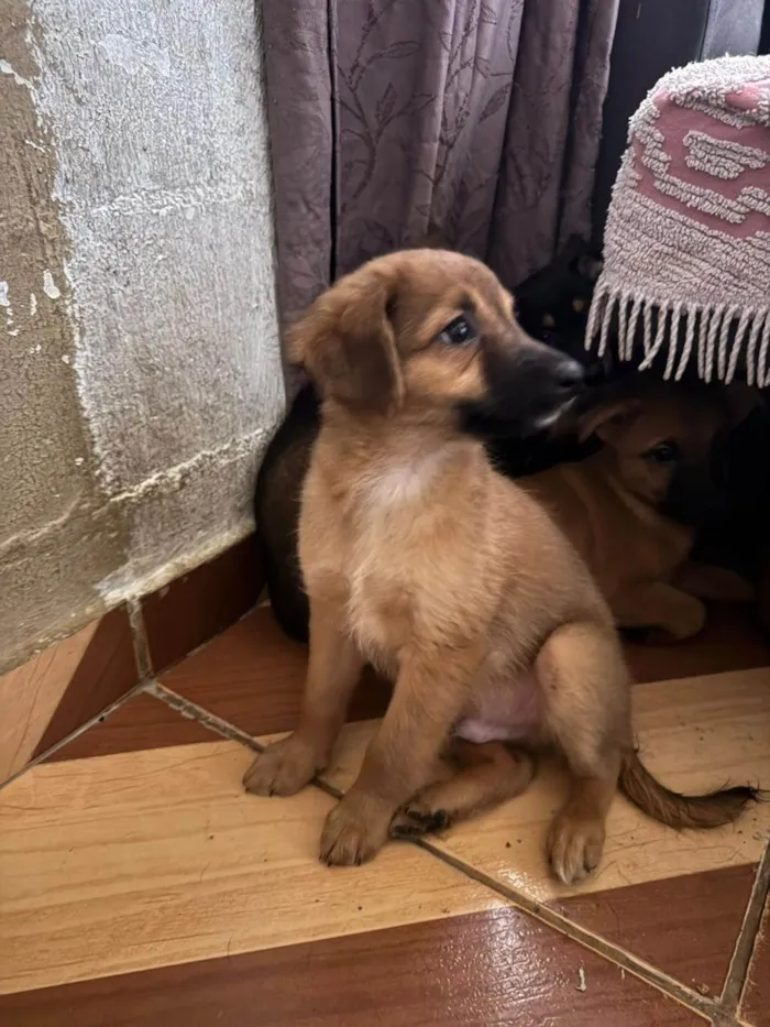 Cachorro ra a SRD-ViraLata idade 7 a 11 meses nome Diana