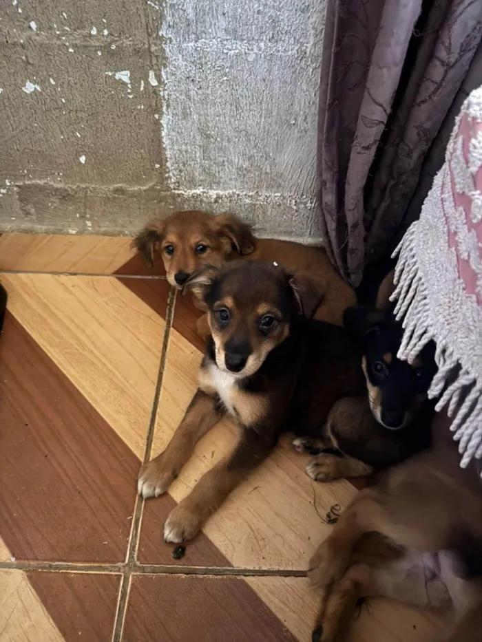 Cachorro ra a SRD-ViraLata idade 7 a 11 meses nome Diana