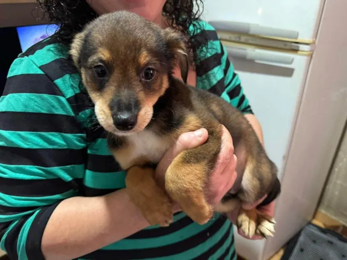 Cachorro ra a SRD-ViraLata idade 7 a 11 meses nome Diana