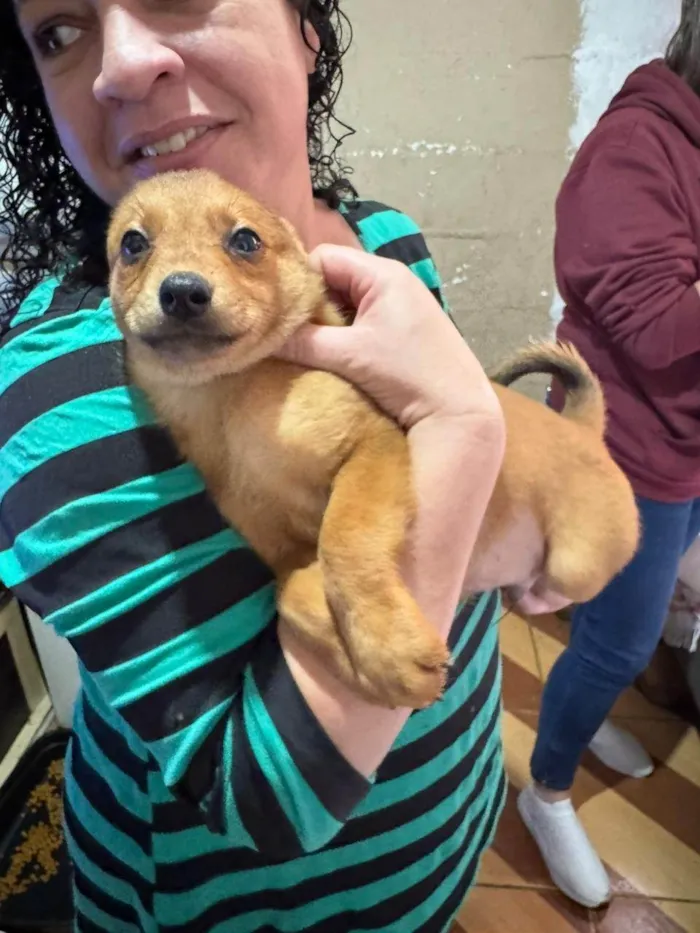 Cachorro ra a SRD-ViraLata idade 7 a 11 meses nome Diana
