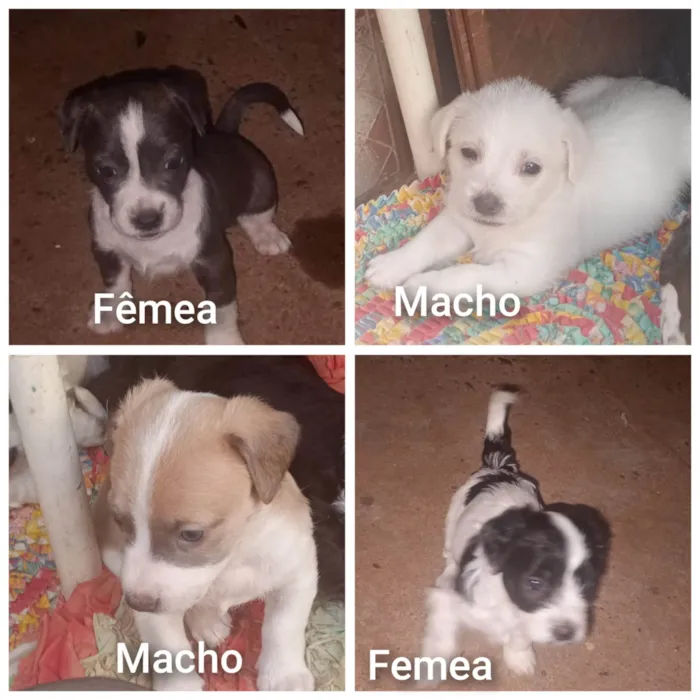 Cachorro ra a SRD-ViraLata idade Abaixo de 2 meses nome Kelly 