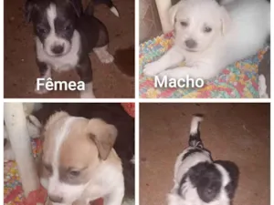 Cachorro raça SRD-ViraLata idade Abaixo de 2 meses nome Kelly 