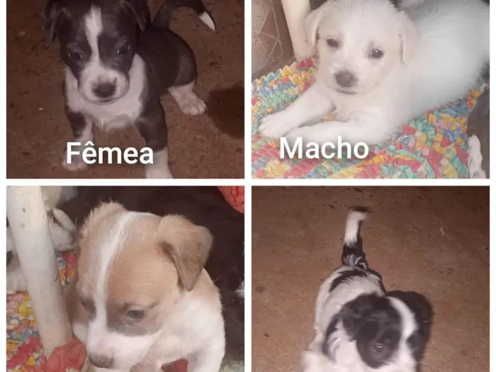 Cachorro ra a SRD-ViraLata idade Abaixo de 2 meses nome Kelly 