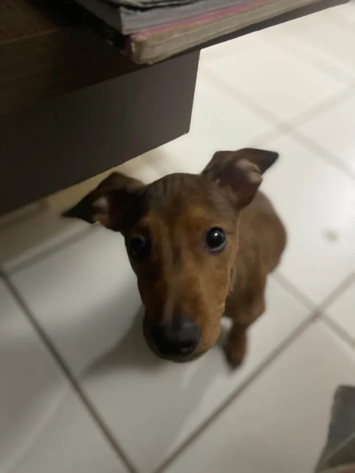 Cachorro ra a Beagle idade 2 a 6 meses nome Tanquinho (Tantan)