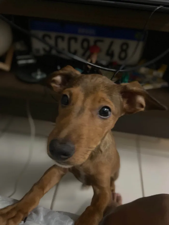 Cachorro ra a Beagle idade 2 a 6 meses nome Tanquinho (Tantan)