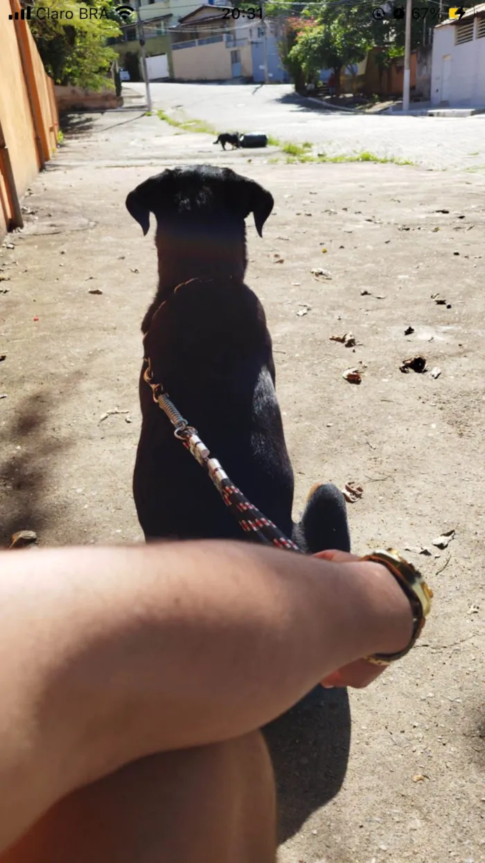 Cachorro ra a Rottweiler idade 2 anos nome Espaik