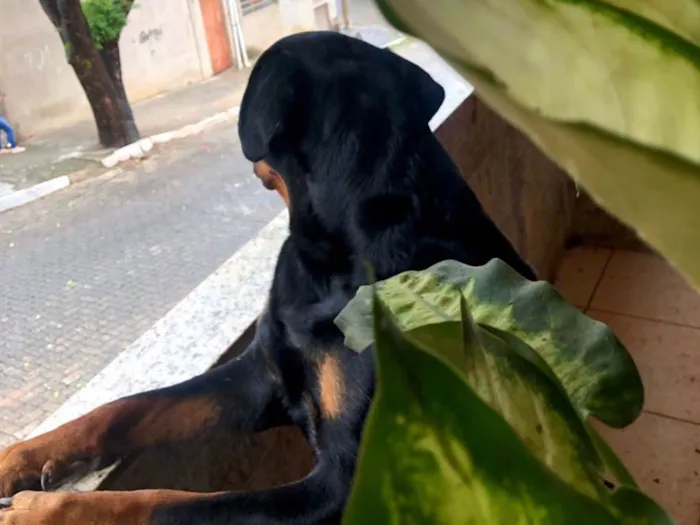 Cachorro ra a Rottweiler idade 2 anos nome Espaik