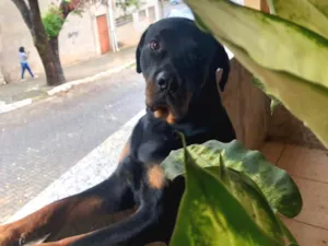 Cachorro raça Rottweiler idade 2 anos nome Espaik