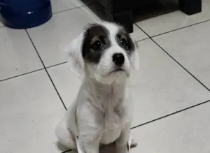 Cachorro raça SRD-ViraLata idade 2 a 6 meses nome Theodoro