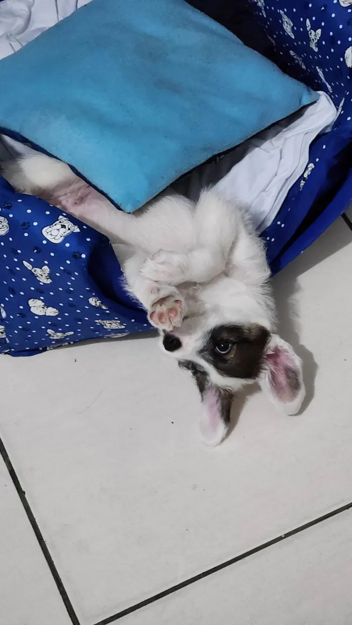 Cachorro ra a SRD-ViraLata idade 2 a 6 meses nome Theodoro