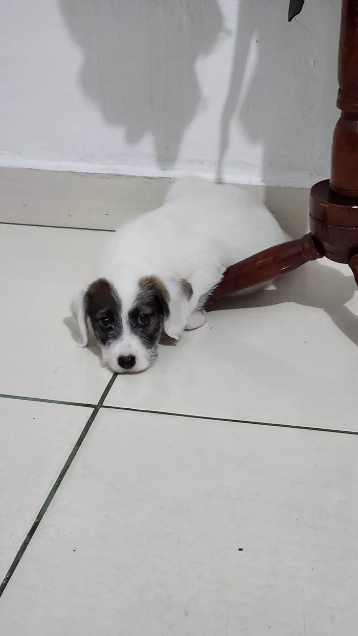 Cachorro ra a SRD-ViraLata idade 2 a 6 meses nome Theodoro