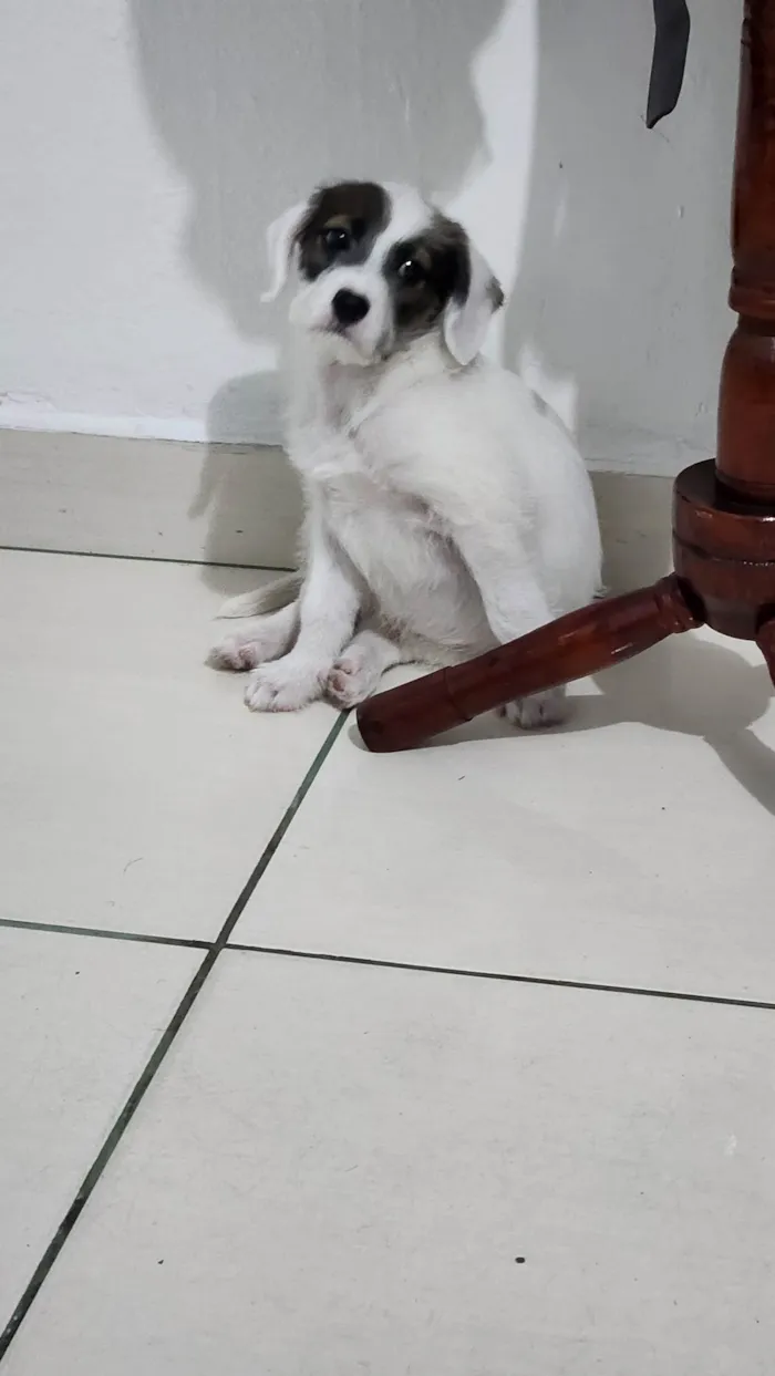 Cachorro ra a SRD-ViraLata idade 2 a 6 meses nome Theodoro