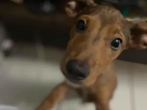 Cachorro raça SRD-ViraLata idade 2 a 6 meses nome Tanquinho (Tantan)