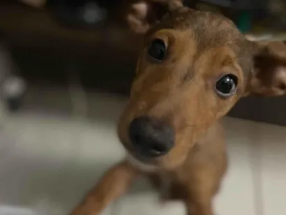 Cachorro raça Beagle idade 2 a 6 meses nome Tanquinho (Tantan)