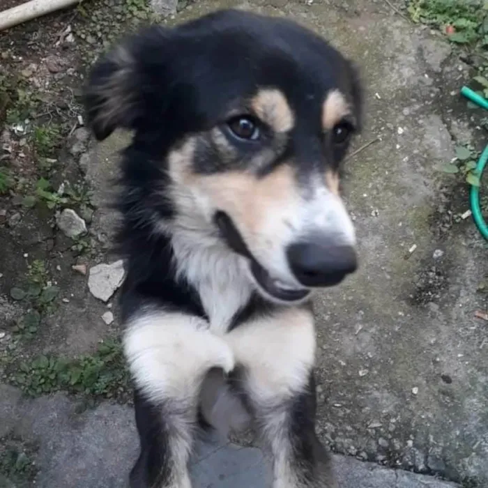 Cachorro ra a SRD-ViraLata idade 2 anos nome Panda 