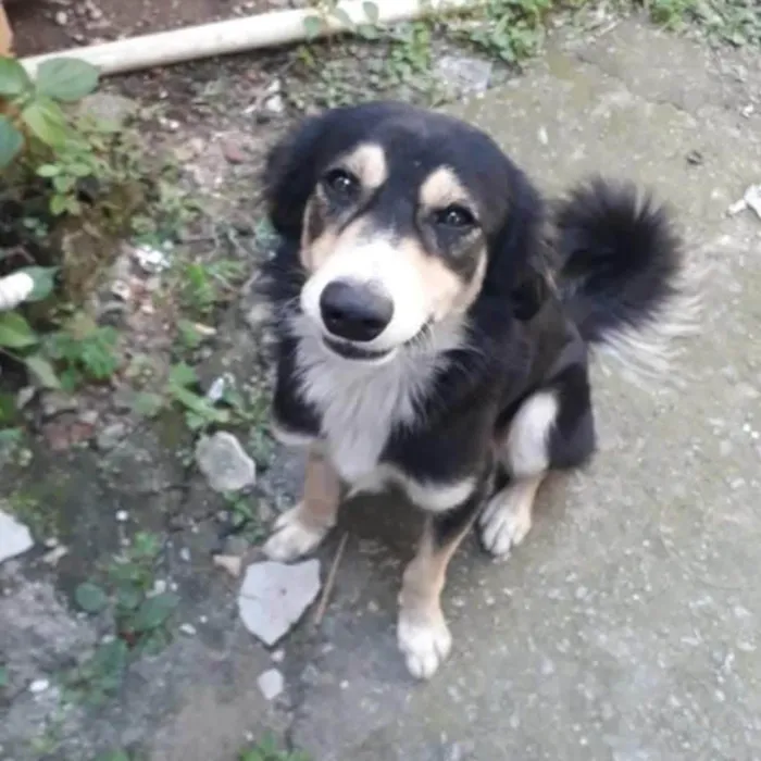 Cachorro ra a SRD-ViraLata idade 2 anos nome Panda 