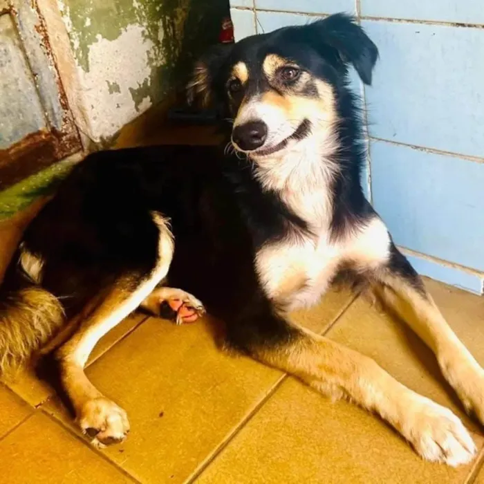 Cachorro ra a SRD-ViraLata idade 2 anos nome Panda 