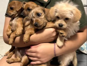 Cachorro raça SRD-ViraLata idade Abaixo de 2 meses nome Filhotes