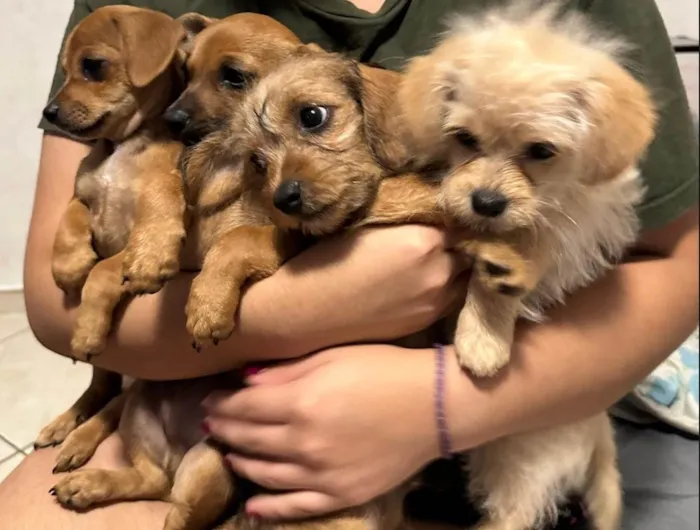 Cachorro ra a SRD-ViraLata idade Abaixo de 2 meses nome Filhotes