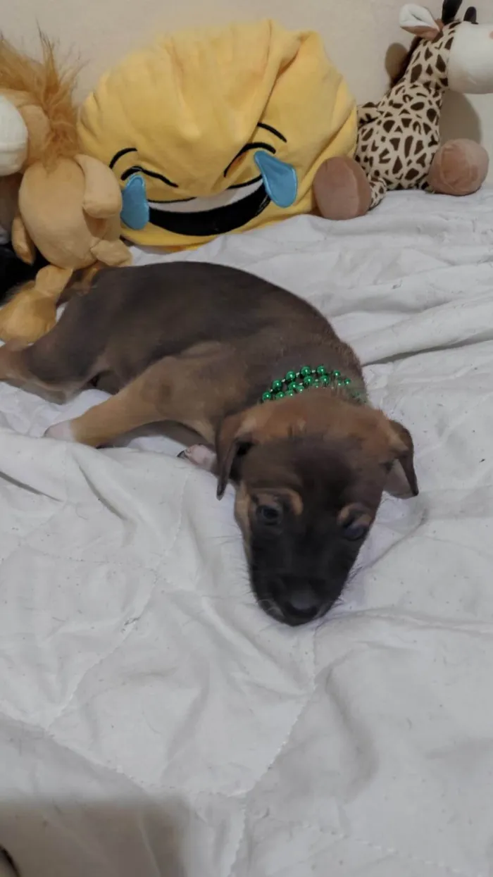 Cachorro ra a SRD-ViraLata idade 2 a 6 meses nome Filhotinhos