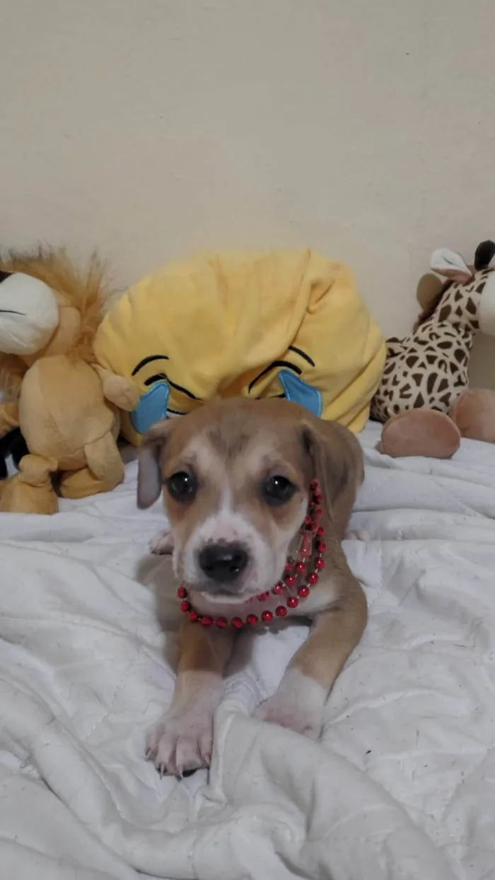 Cachorro ra a SRD-ViraLata idade 2 a 6 meses nome Filhotinhos