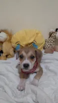 Filhotinhos